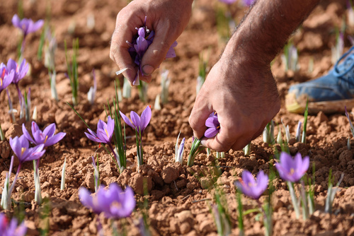 Les Safranières d'Oletta cueillette du safran
